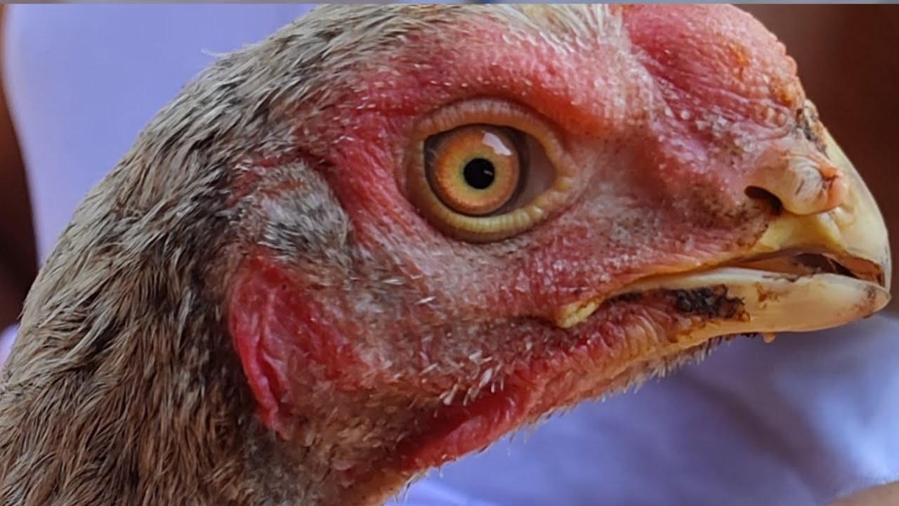 Mianwali And Shamo Aseel Rooster Crossbreeds Collection| 640w