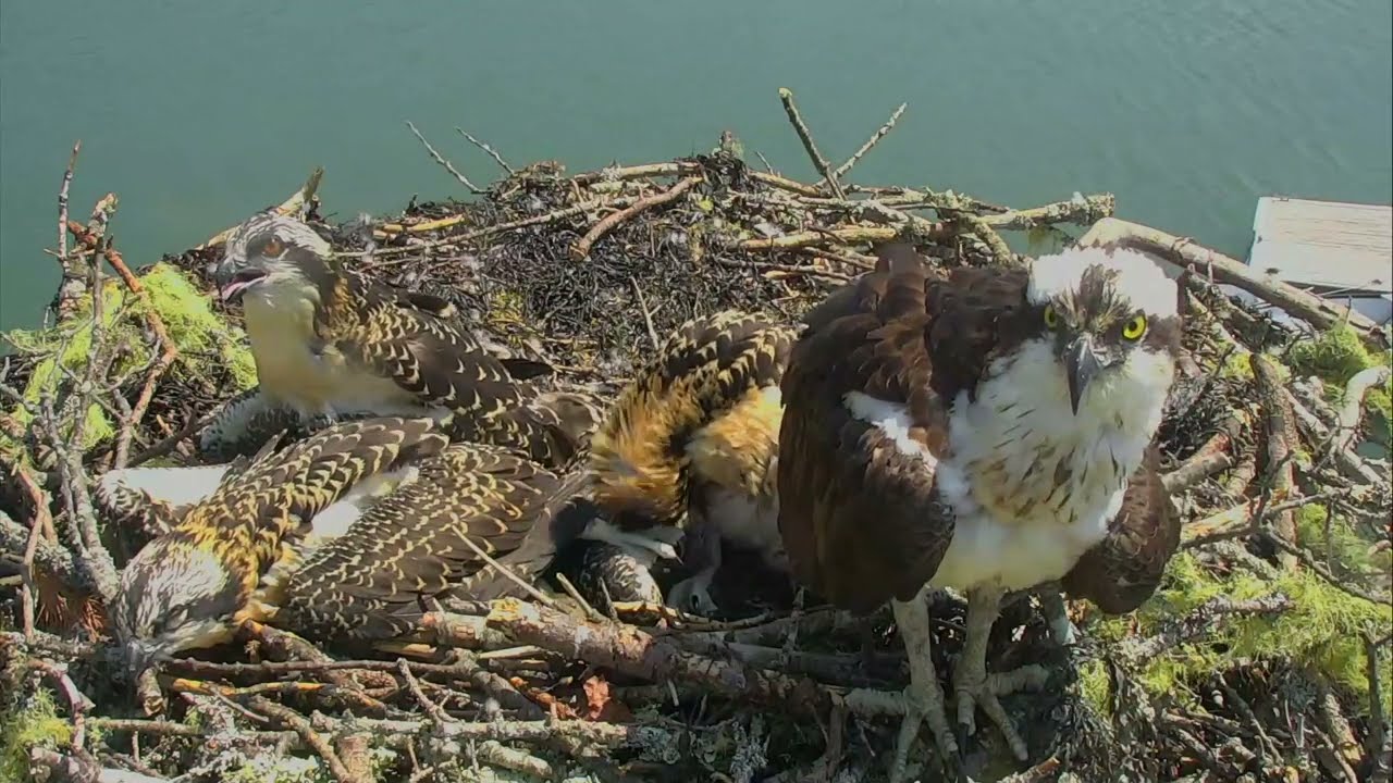 Osprey Chicks Close to Fledging | Hog Island Audubon Explore Highlights