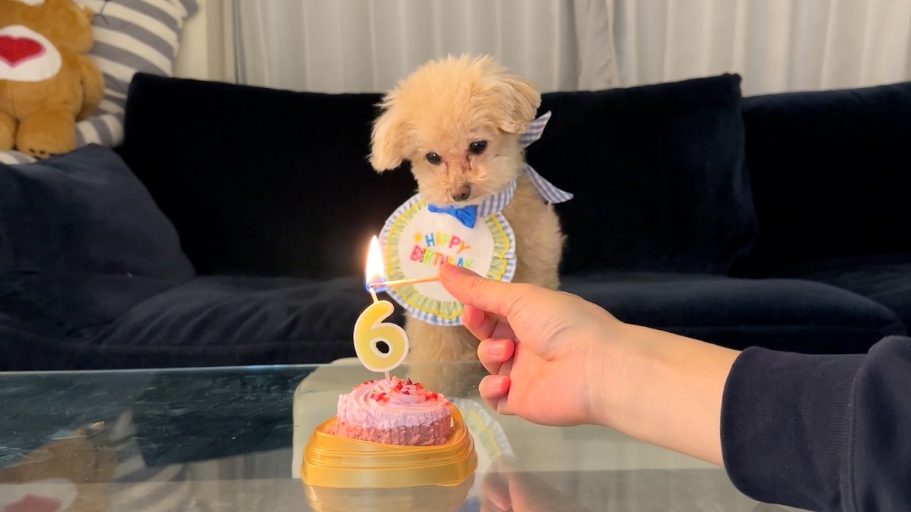 ６歳のお誕生日をバースデーケーキでお祝いしました🎂