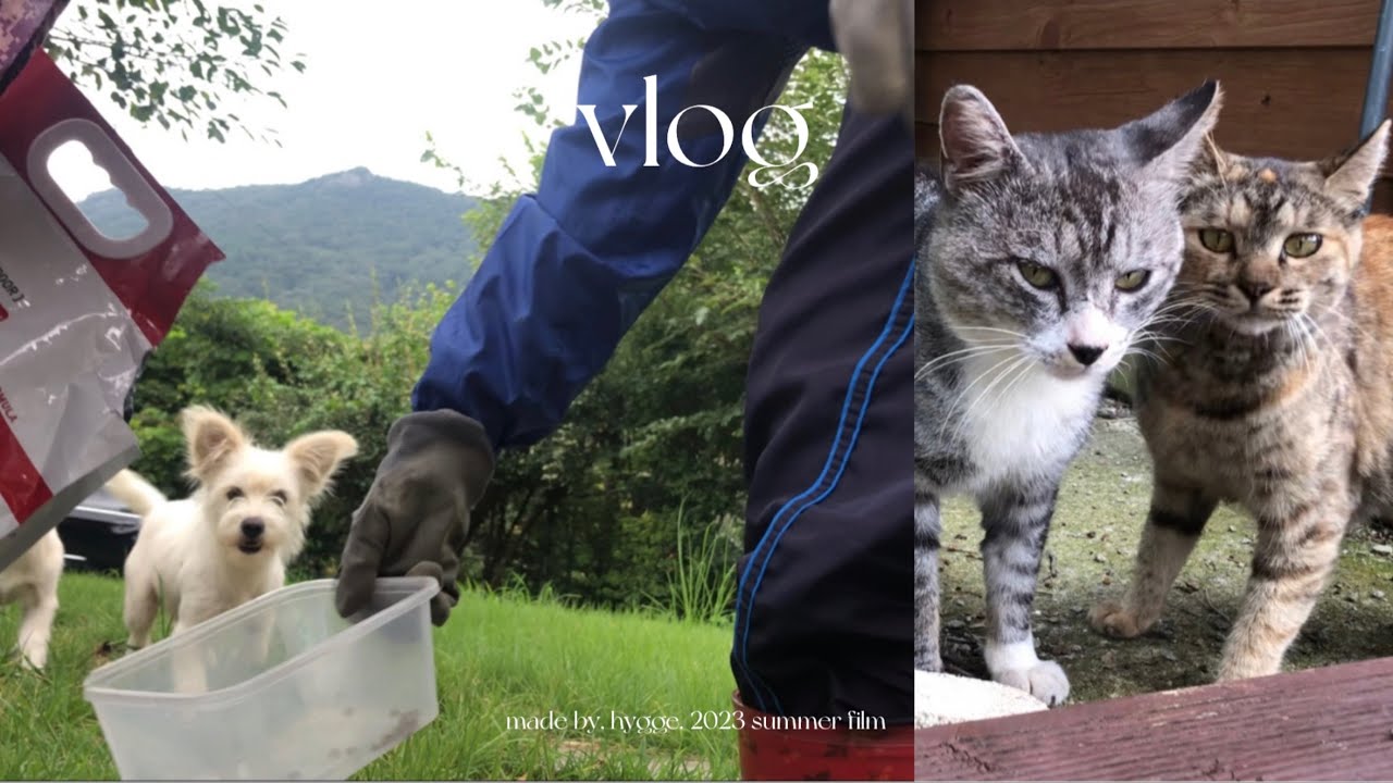 사람 무서워하던 고양이, 마음 열다🐱 밥 뺏어 먹으러 온 멍멍이🐶