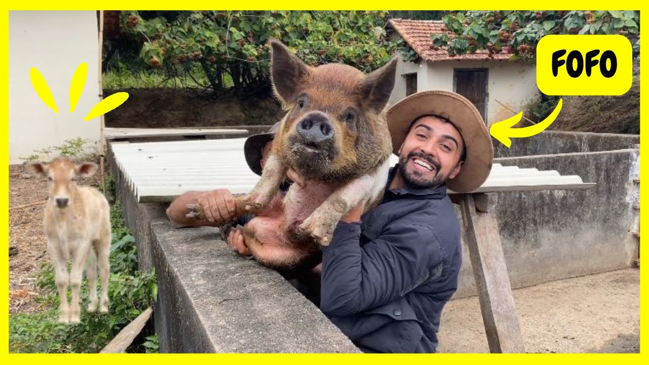 Meus Mini Porcos - Criação Caseira e Familiar de Mini Pig e Porcos Caipira na Roça | Gutejando 