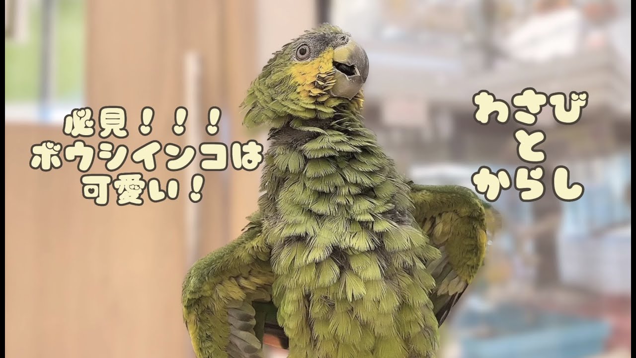【こんぱまるTV】埼玉店　♯14　わさびとからしってなぁに？？