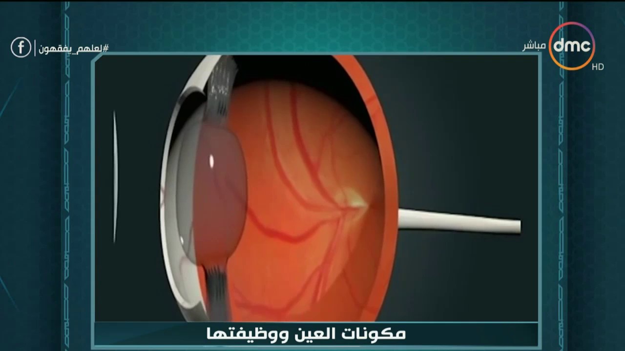 لعلهم يفقهون - كل اللي محتاج تعرفه عن مكونات العين ووظائفها