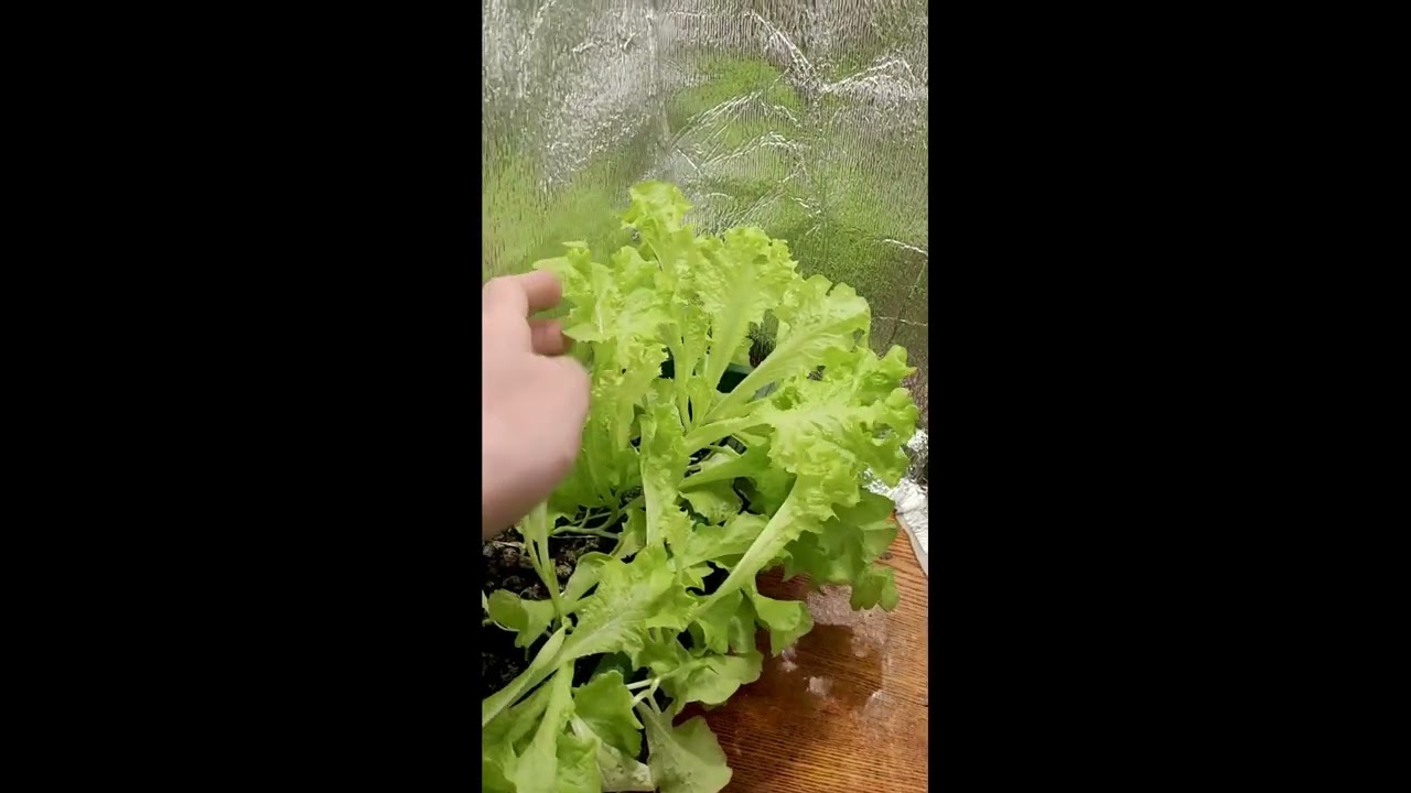 Движущуюяся Лампа.