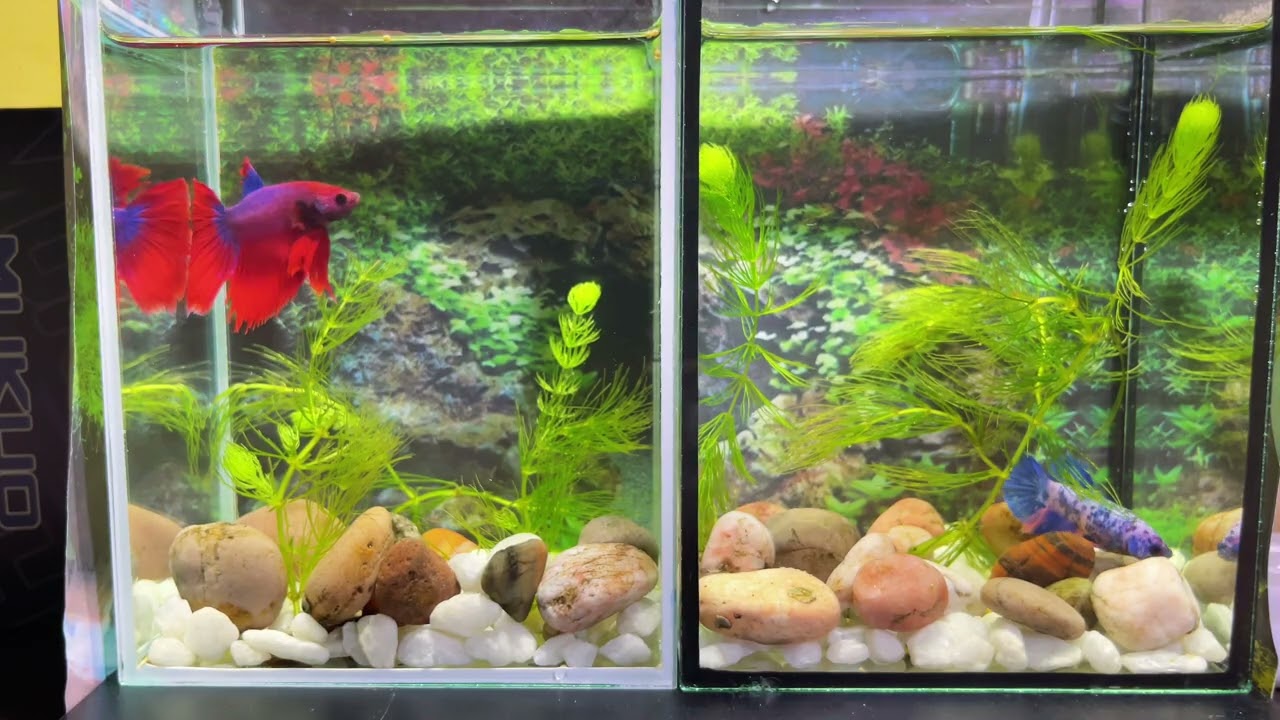 Revealing Life of Betta Fish in Their Natural I Finding Wild Betta Fish!
