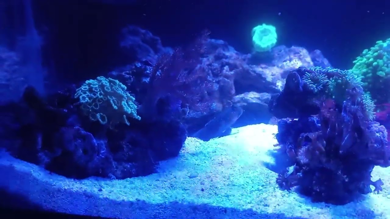 Alby,s shallow lagoon 70litres