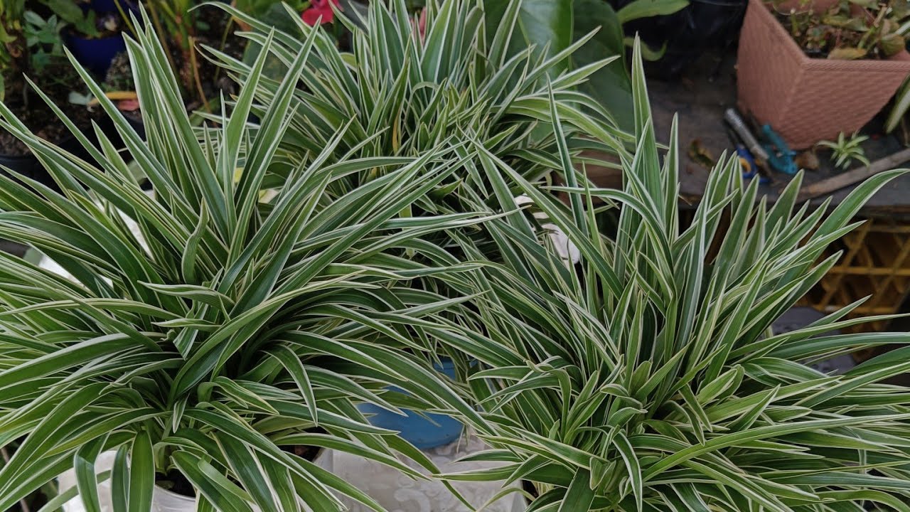 Mantenimiento de Dianella o lirio de llino.eloasisdesonia