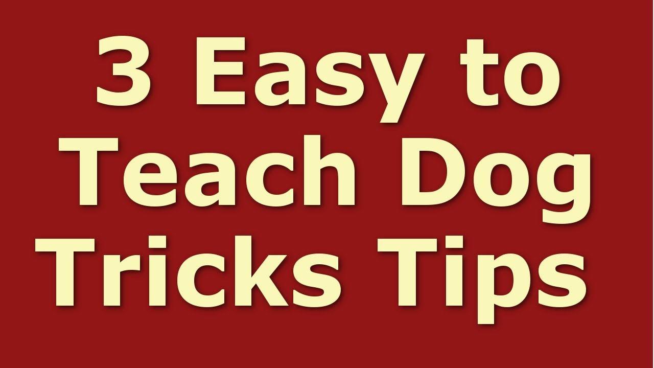3 Essential Things to Remember When Training Your Puppy