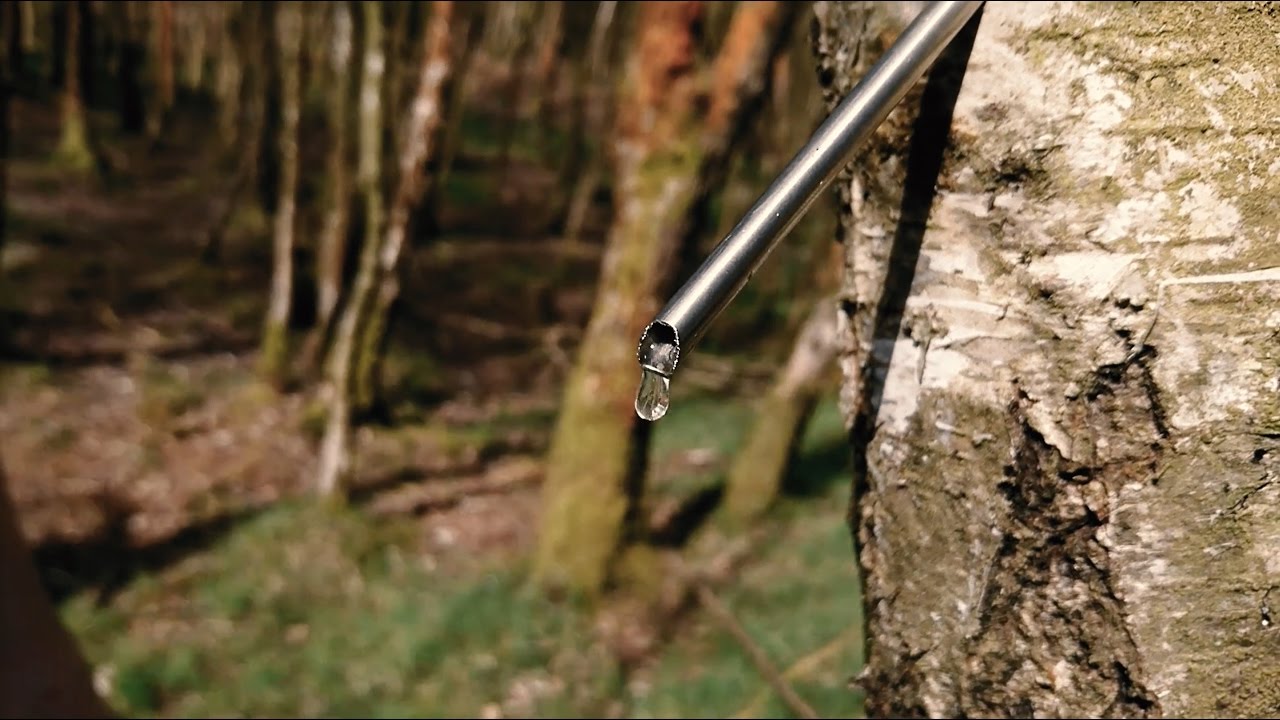 Three methods for tapping sap from a Birch tree