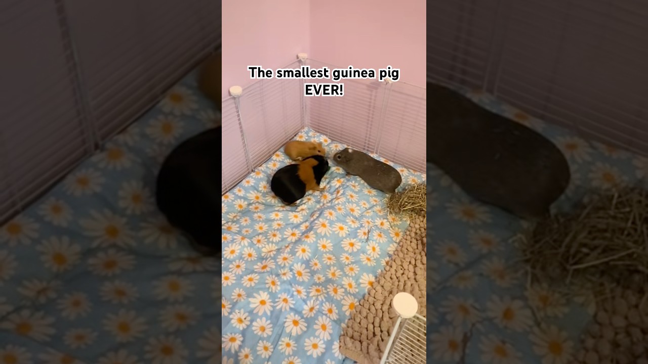 The smallest guinea pig EVER! #babyguineapig #guineapigcare #shocking #throwback