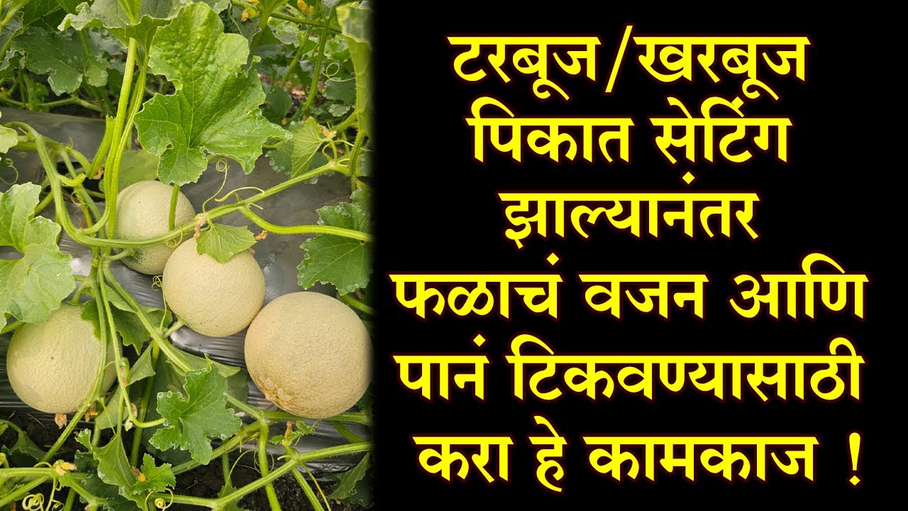 #टरबूज/#खरबूज पिकात सेटिंग झाल्यानंतर फळाचं वजन आणि पानं टिकवण्यासाठी करा हे कामकाज !।#Doctor_Kisan।
