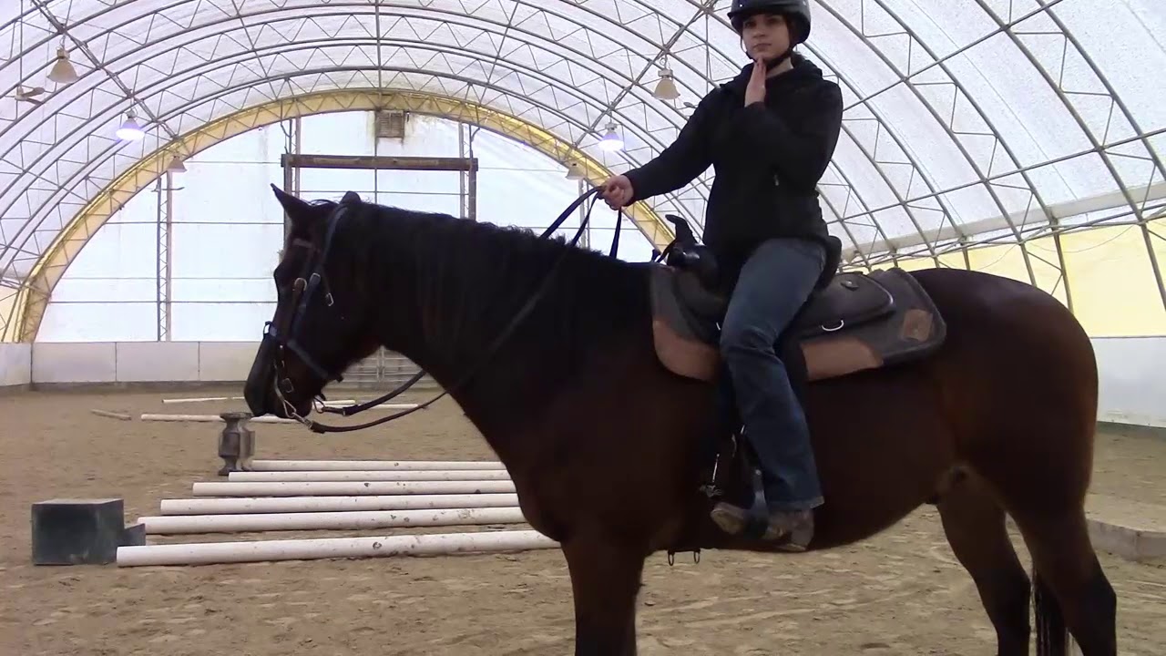 How to neck rein a horse and use your legs to aid in turning #horse #westernriding  #horsebackrider