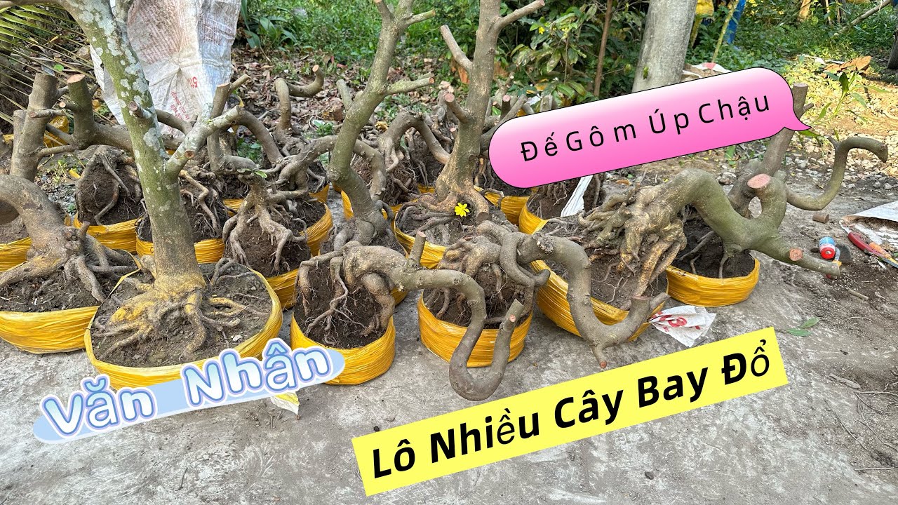 11/3 ☎️0339939629 Lô mai mini giá nhỏ, hàng úp chậu đế gôm (chợ gạo tiền giang)
