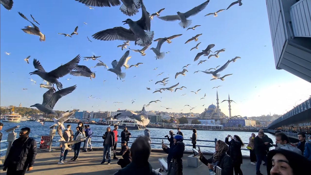 ISTANBUL - SEAGULLS GOING BANANAS ON GALATA BRIDGE - VERY NOISY, HUNDREDS OF SEAGULLS, 4k CITY WALK