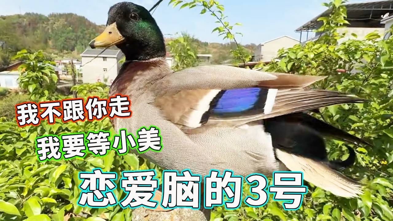 3号真是妥妥的恋爱脑，甚至就连天哥也不能带走它，3号|：都别管！我只想见我的小美！【天下一场梦】