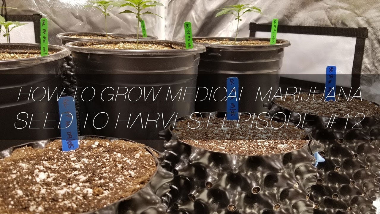 How to Grow Medical Marijuana Seed to Harvest E12 - Mainlining Topping Defoliation