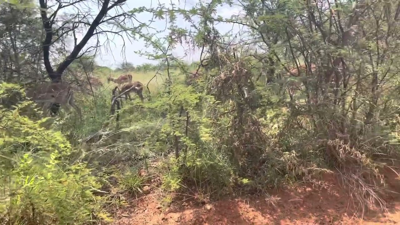 DINOKENG GAME RESERVE & TSWAING CRATER  DAY VISIT