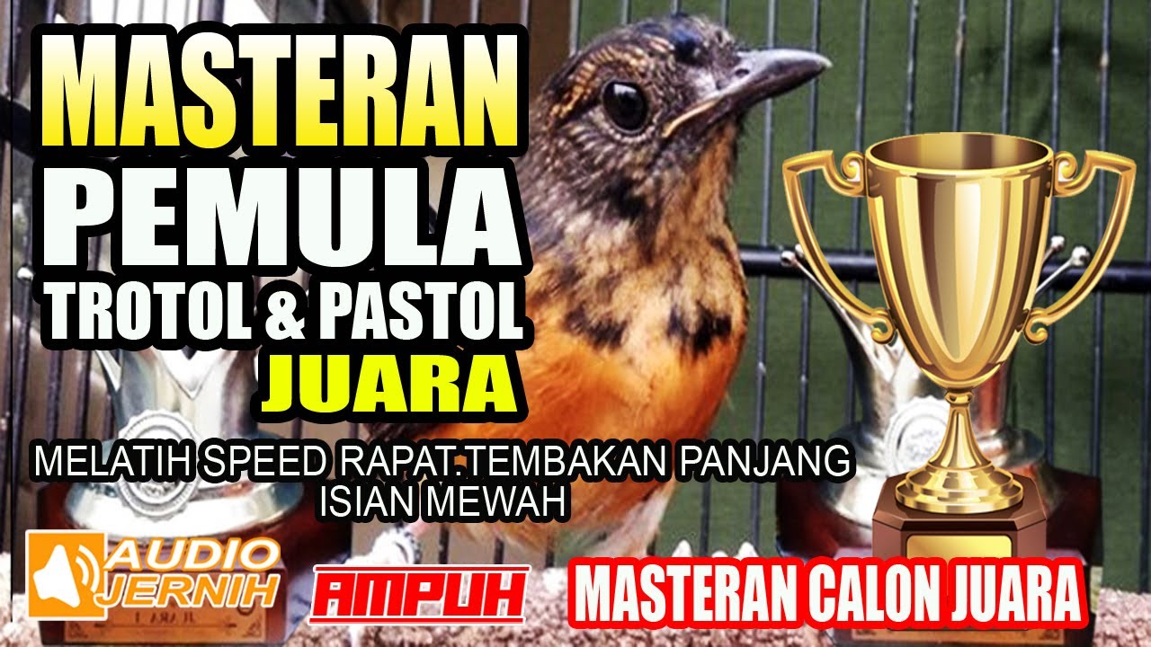 MASTERAN TROTOL & PASTOL PEMULA JUARA | Melatih speed rapat,tembakan nafas panjang,isian mewah