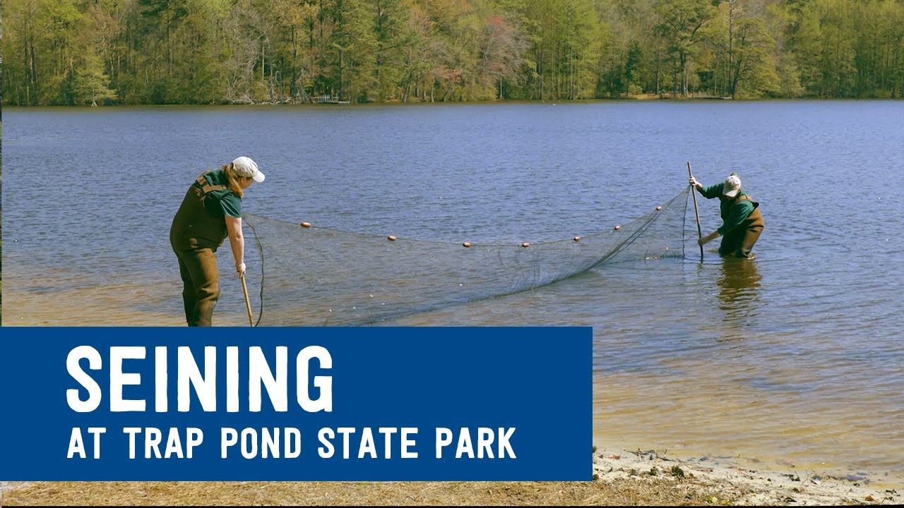 Seining at Trap Pond State Park