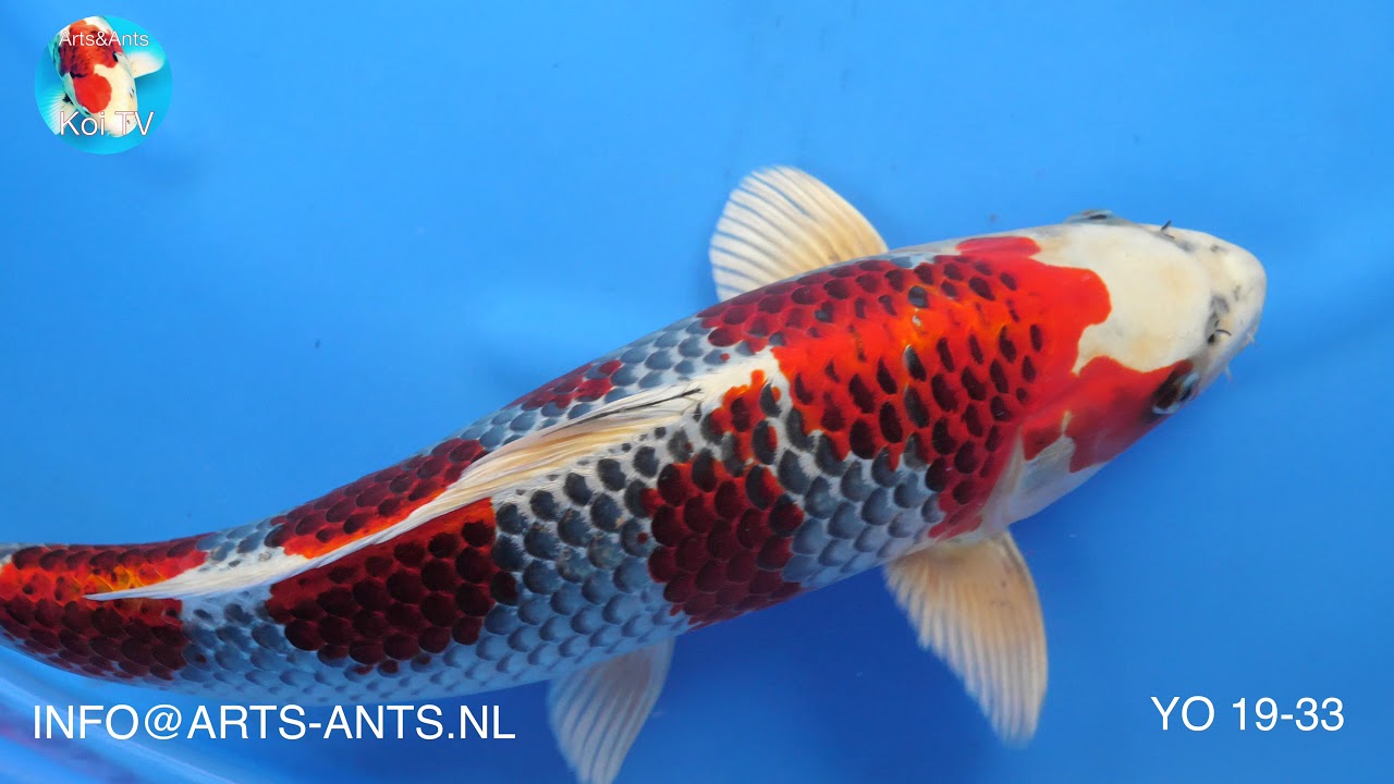 KOI | aanbod Oyama Kujaku