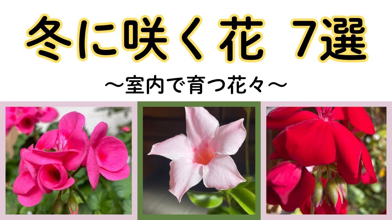 【冬の花】氷点下の真冬に室内ガーデニングで育てる花。