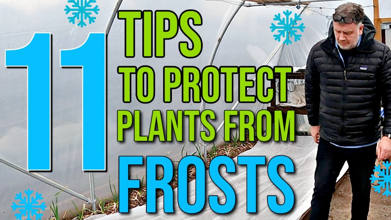 11 Tips To Protect Plants From Frosts | Best Ways To Protect Plants From Frost