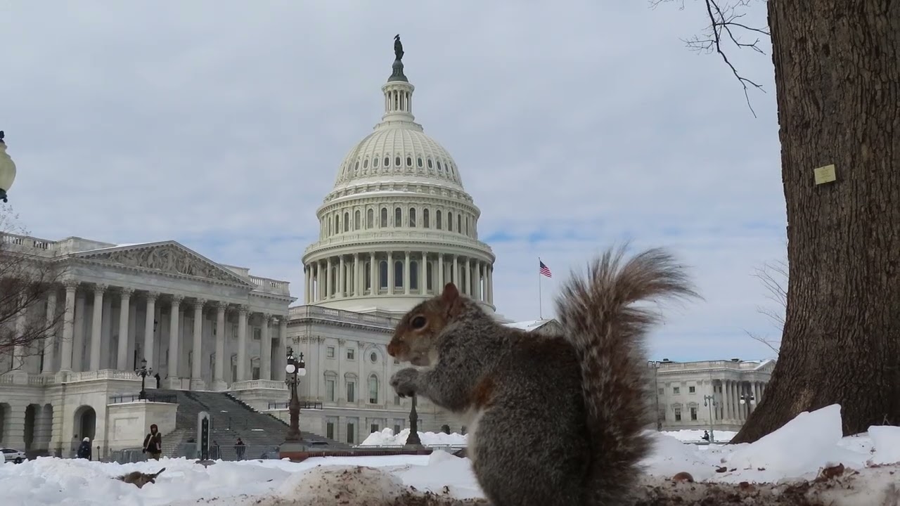U.S. Capitol squirrel 1 