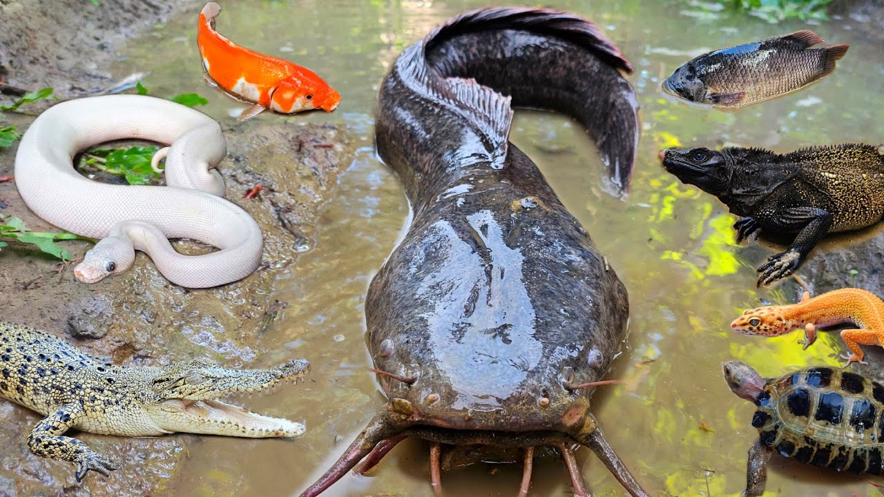 Menangkap banyak ikan lele besar dalam lubang ada ikan hias, ikan gabus, belut, kura kura, buaya