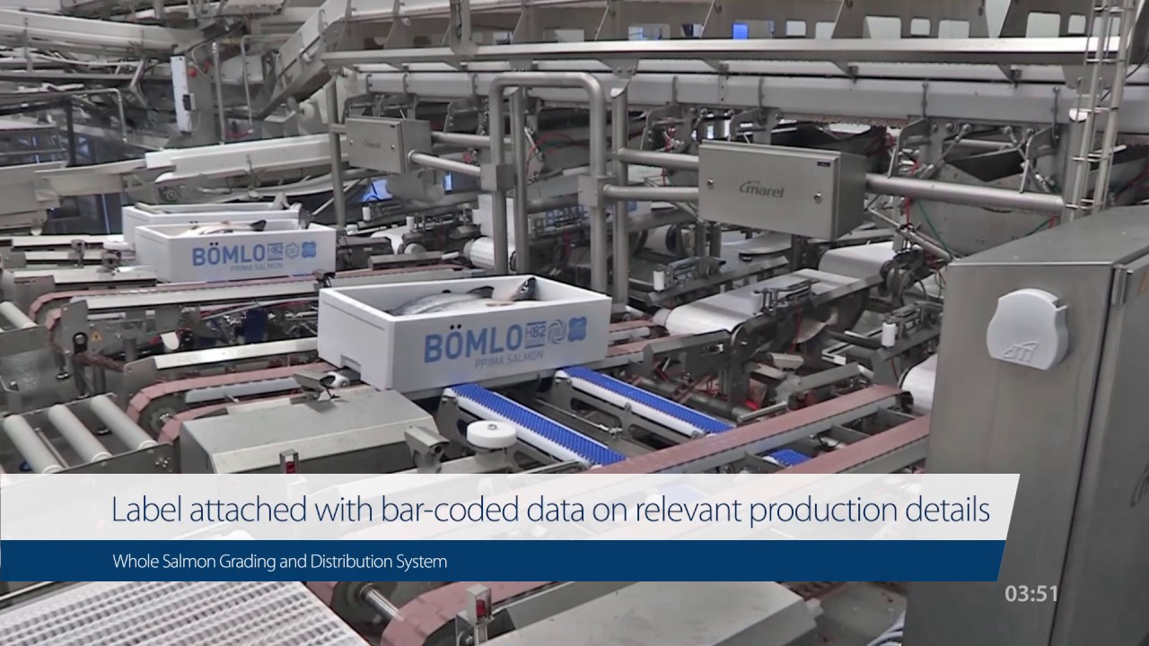 Whole-Salmon Grading and Distribution – High level of automation