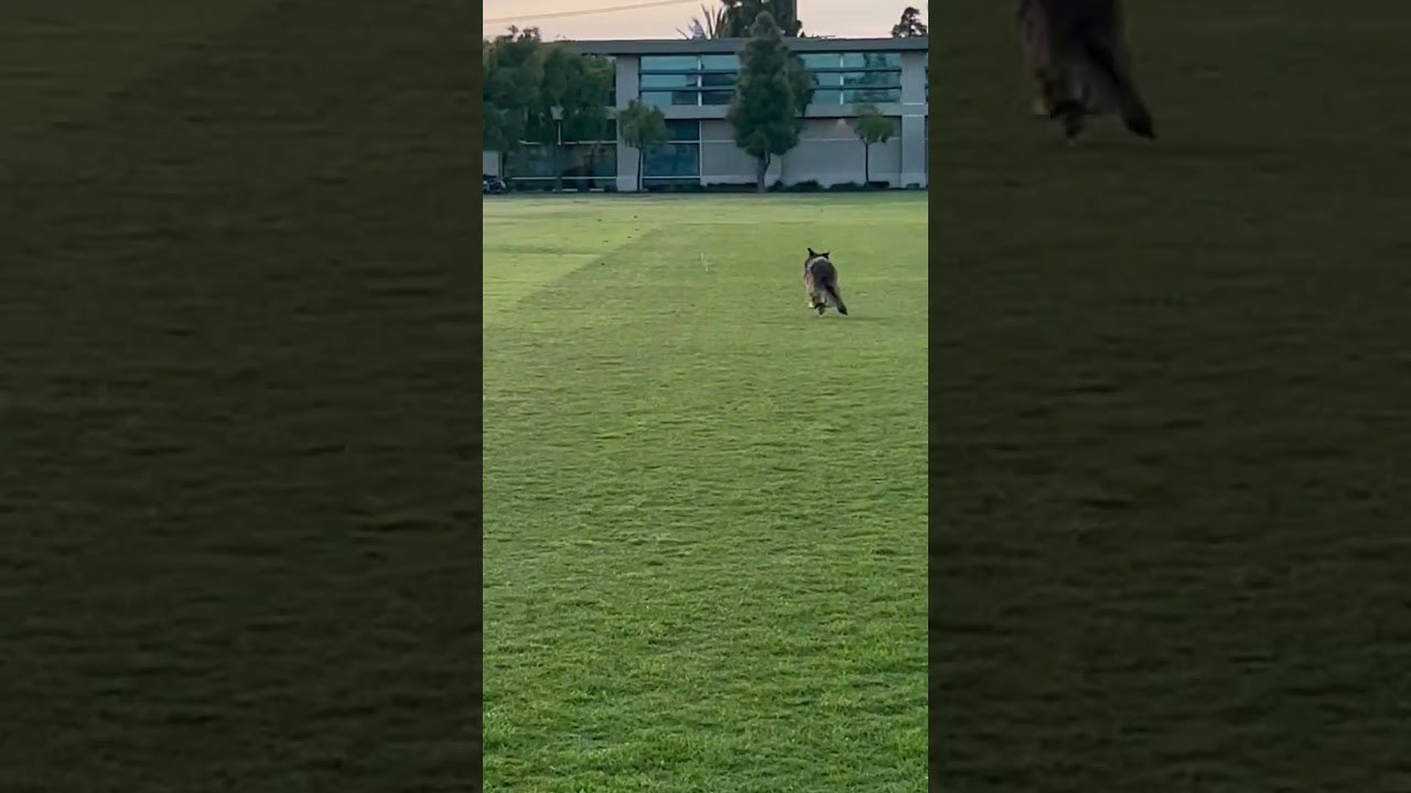 Long distance control of German Shepherd