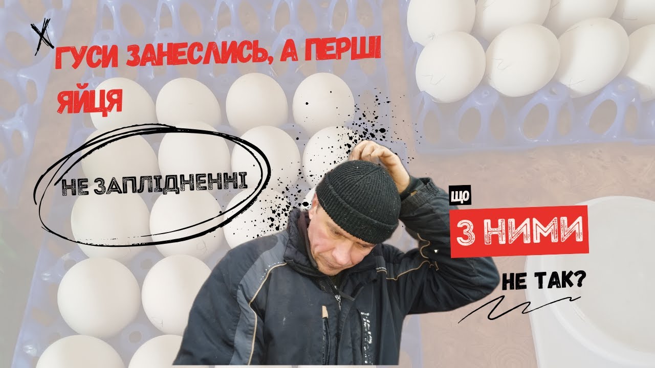 Чому перші яйця в гусей не заплідненні. Розбираємось
