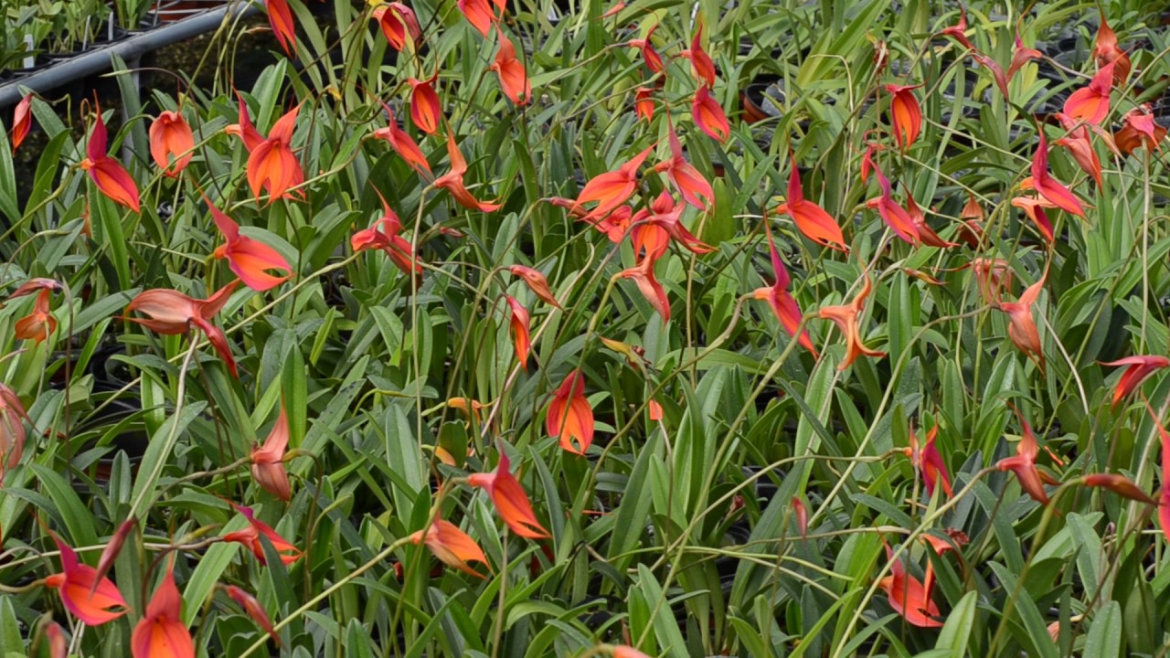 Masdevallia at Ecuagenera Gualaceo