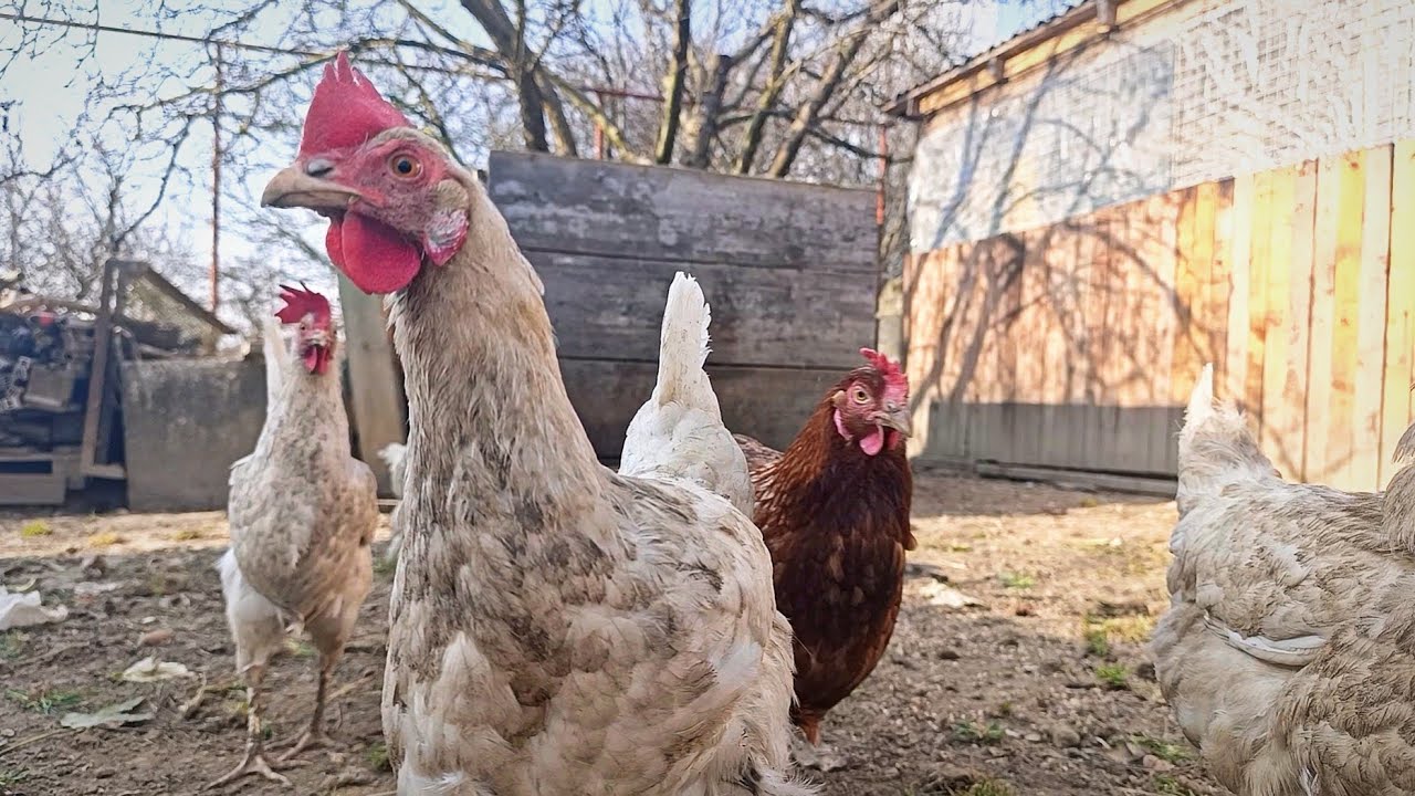 Slow Living Farm 🐔 Happy Chickens Eating Grain & Fresh Grass in the Chicken Coop