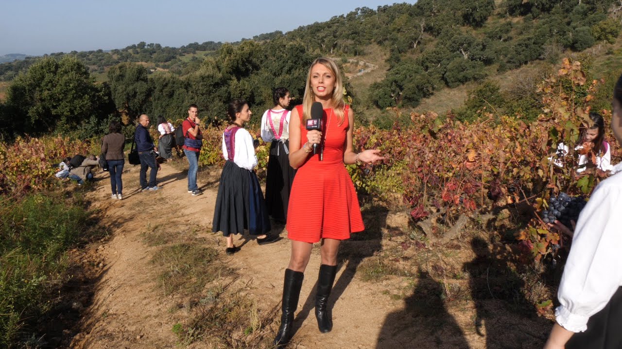 Wine and Sardinia
