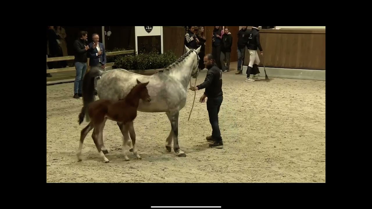 Filly by Extreme 111 Z x Asca Z presented during the Stallion Show AS111 - Stud 111