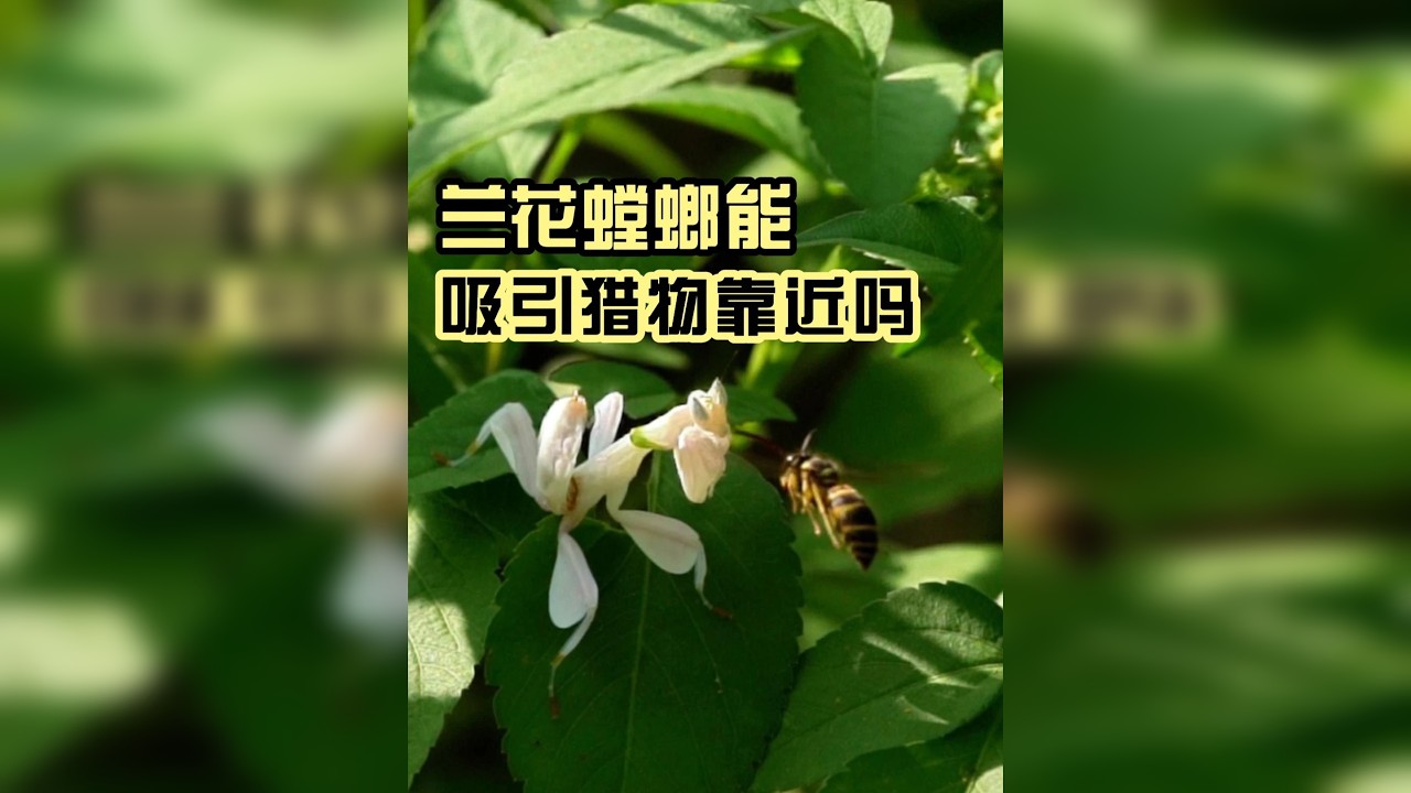 兰花螳螂能欺骗蜜蜂靠近自己吗？我们来到云南再次做了实验