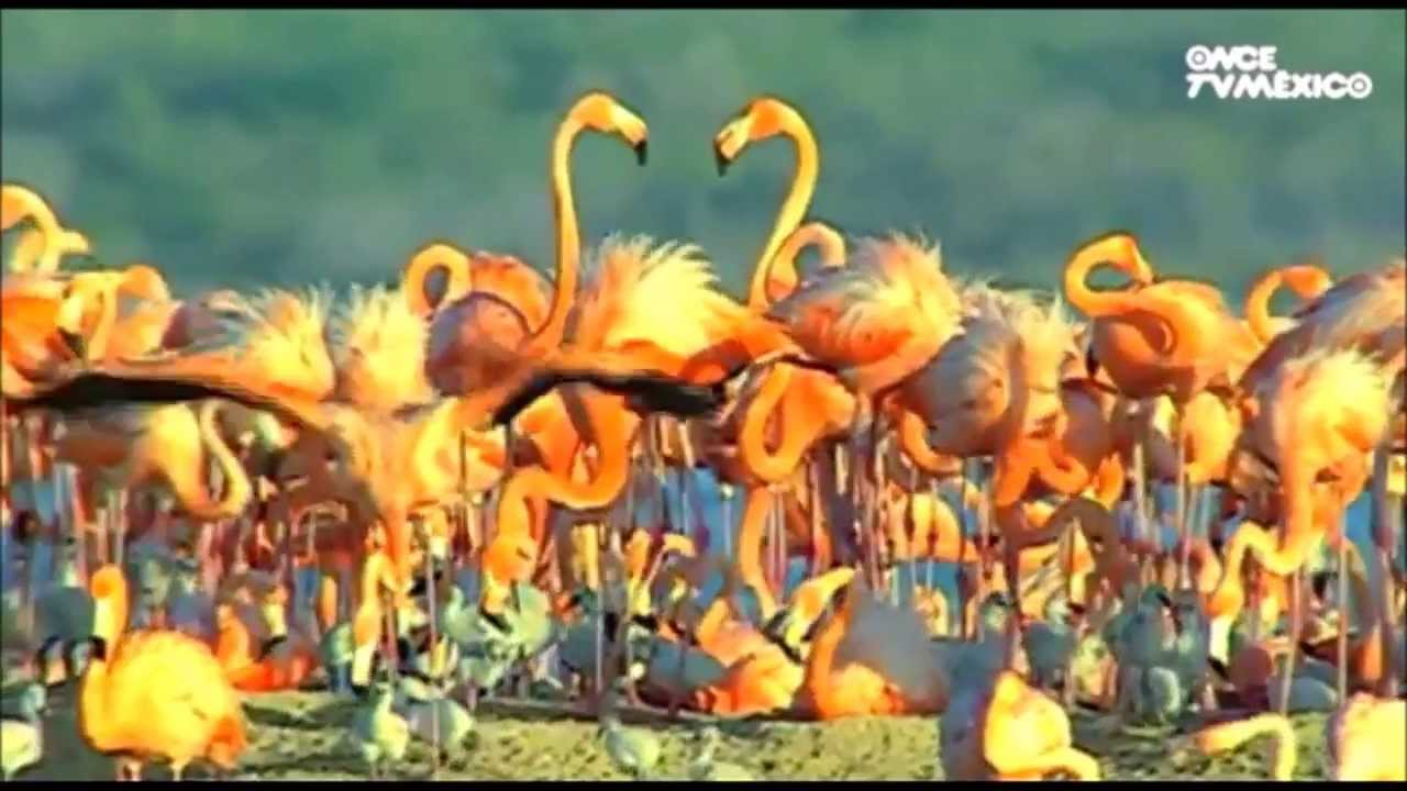 Flamingos Fly - Van Morrison