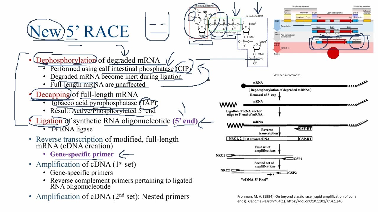 New Rapid Amplification of cDNA Ends (5' RACE)