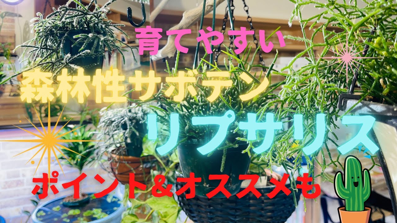 【育てやすい森林性サボテン🌵】リプサリス✨