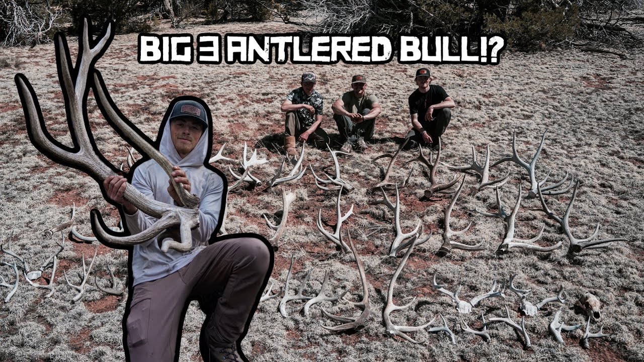 Нашёл один из самых безумных сараев для лосей | Shed Hunting 2025