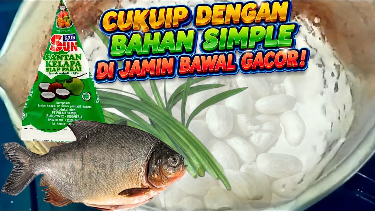 cara racik biji jarak❗ umpan bawal gacor!