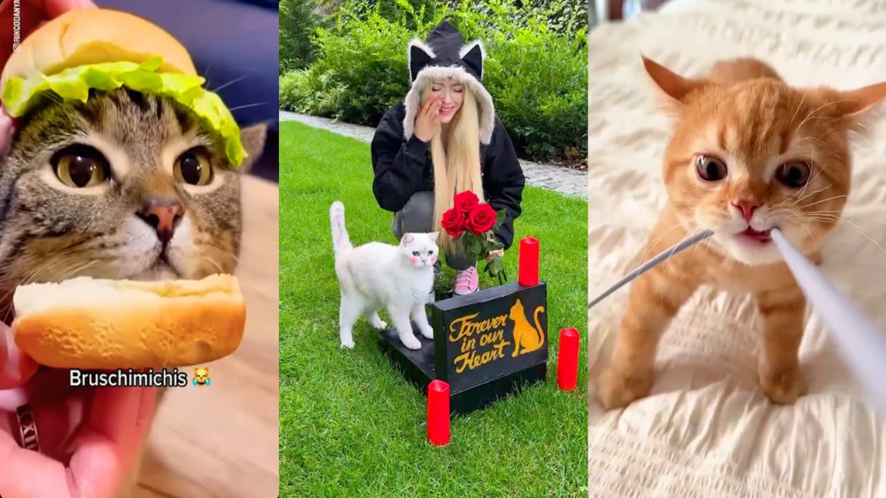 5 Horas de Gatos Graciosos que No Podr&aacute;s Dejar de Ver 😹 | TikToks Virales BRUSCHIMICHIS 2025