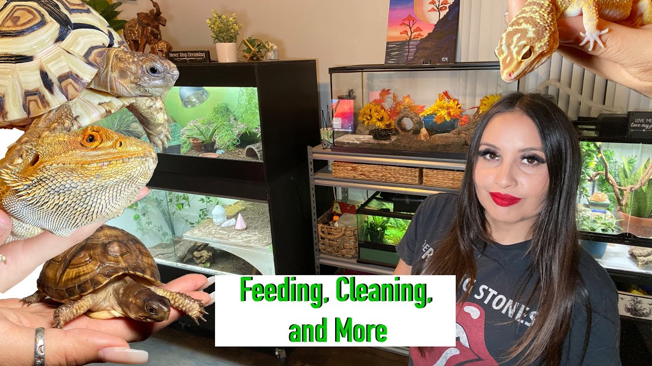 REPTILE CHORES | Weekend Edition
