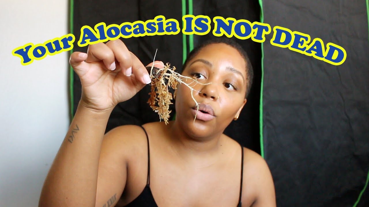 How To Bring Your Alocasia Back To Life | How To Rehab Your Alocasia