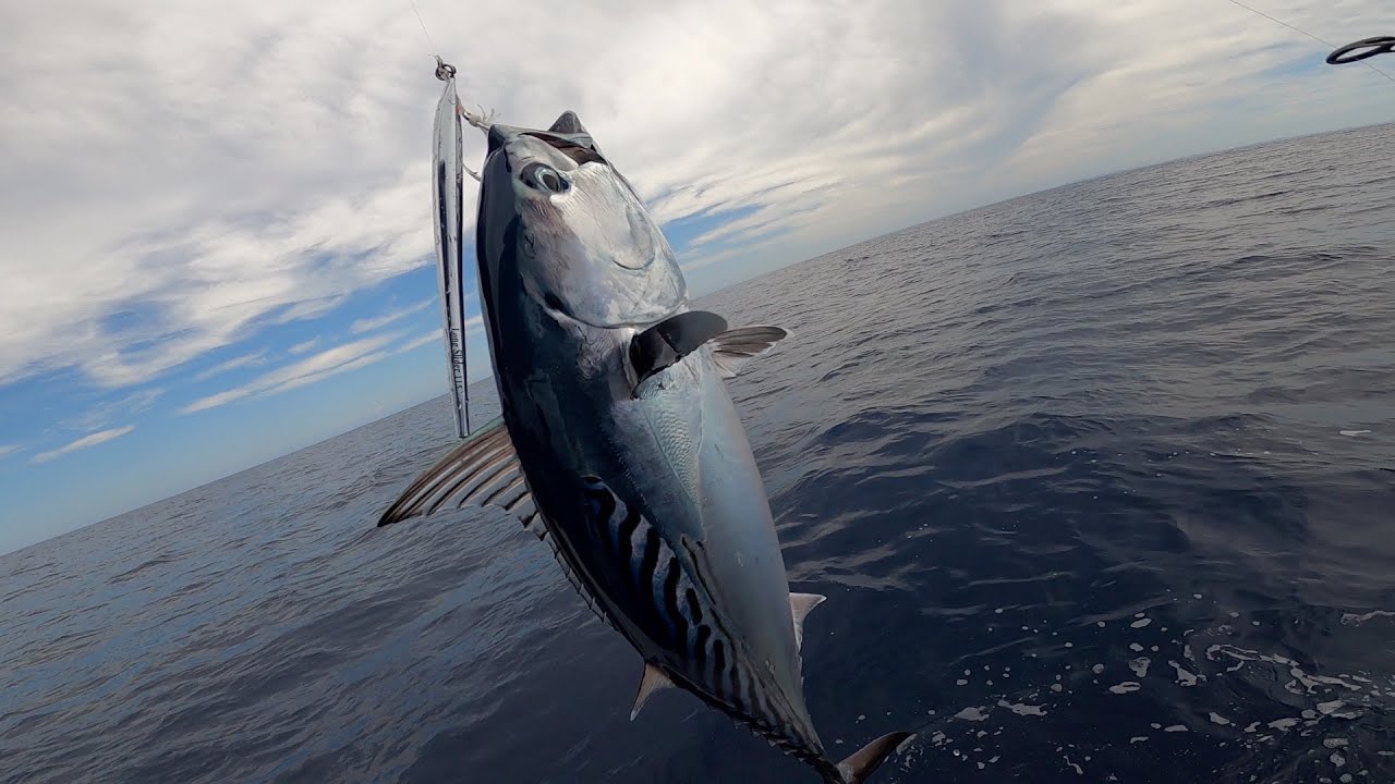 Jigging up unwanted species on the Gold Coast
