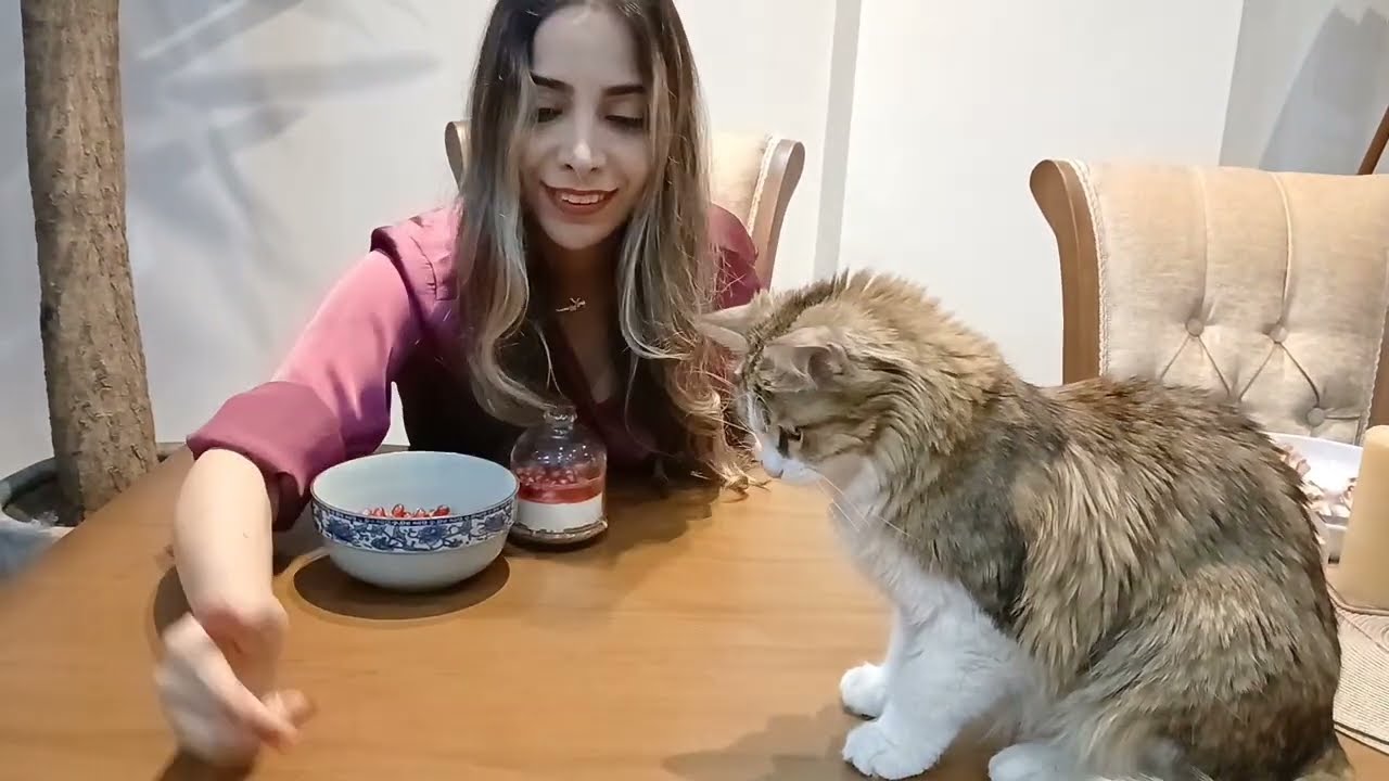 🍉 No-Bake Pomegranate Jar Cake with My Cats 🐱 | جارکیک انار بدون فر با گربه‌ها 🐱 | دسر یلدایی