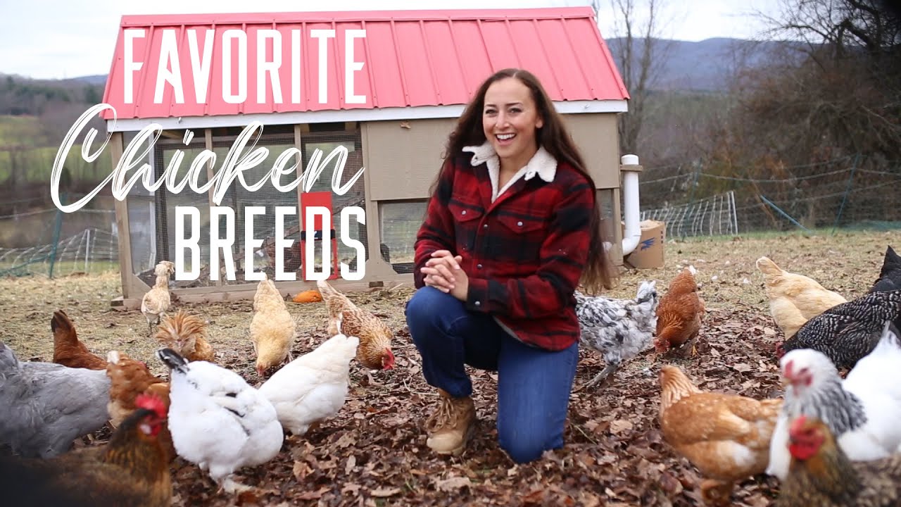 My Favorite Chicken Breeds
