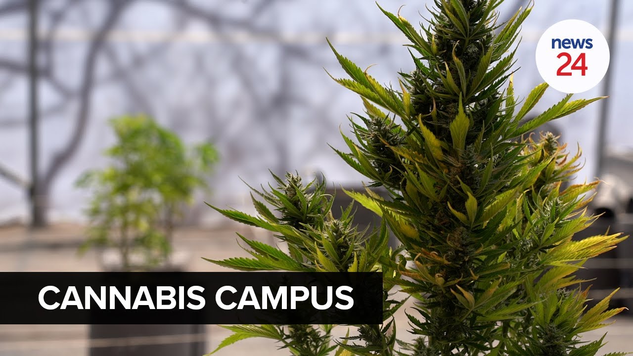WATCH | Higher eduction: Inside Africa&rsquo;s first cannabis teaching academy