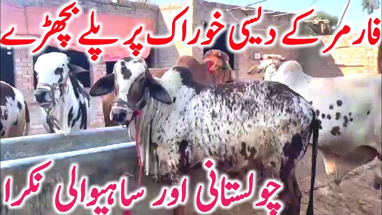 Cholistani And Sahiwal Nukre Bachre Near Bahawalpur Cow Mandi || Global Village Farming 
