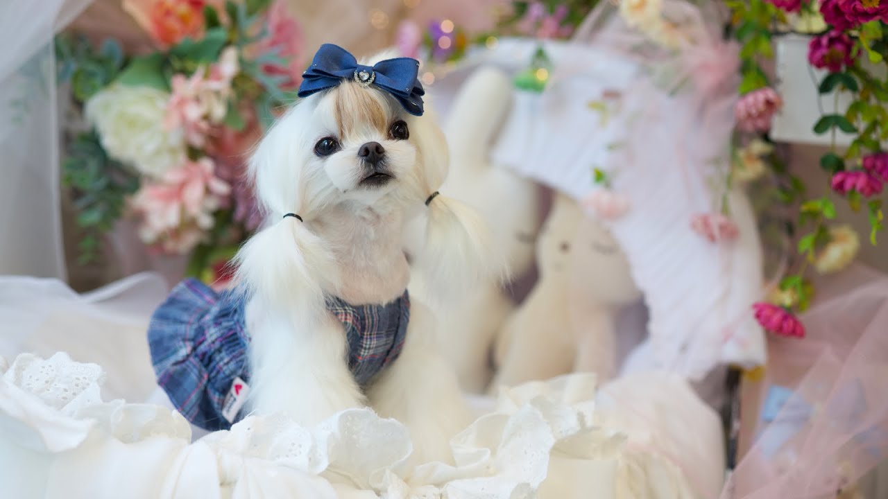 말티즈 썸머컷 (Korean style grooming maltese)